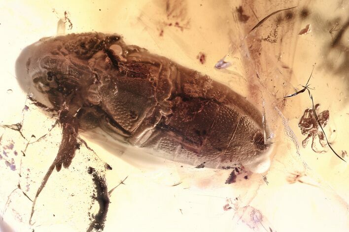 Detailed Fossil False Click Beetle and Spider in Baltic Amber #367423